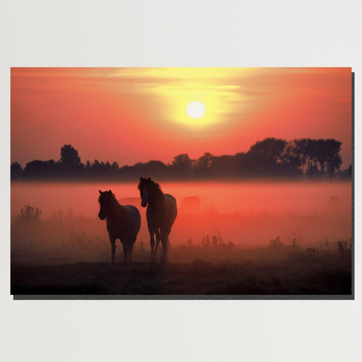 https://cdn.shopify.com/s/files/1/0387/9986/8044/products/APairofHorseCanvasArtprintStretched-1.jpg