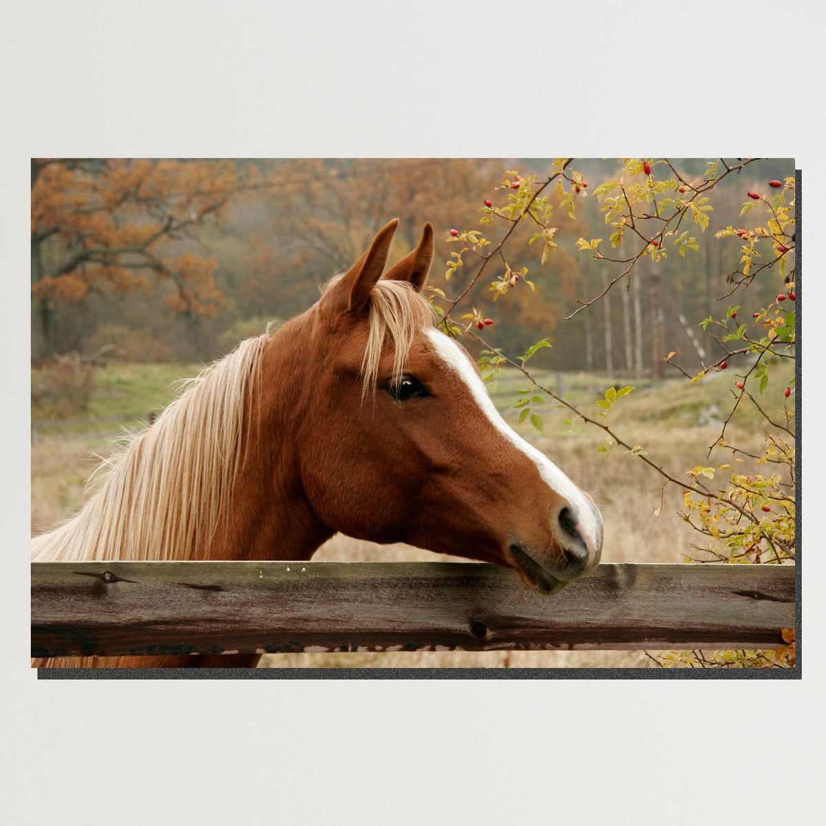 https://cdn.shopify.com/s/files/1/0387/9986/8044/products/CountryHorseCanvasArtprintStretched-Plain.jpg