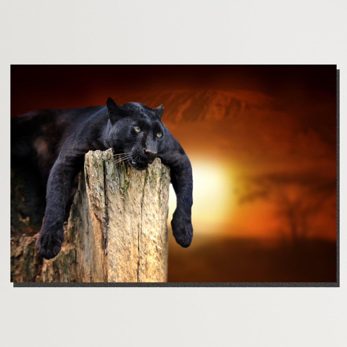 https://cdn.shopify.com/s/files/1/0387/9986/8044/products/LazyPantherCanvasArtprintStretched-Plain.jpg