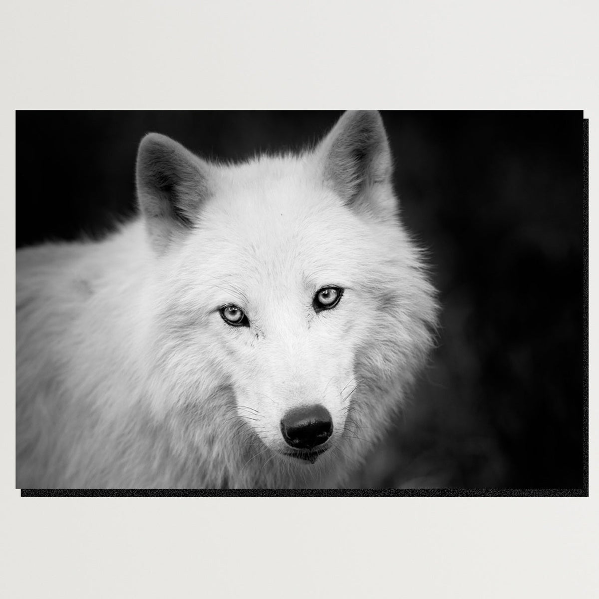 https://cdn.shopify.com/s/files/1/0387/9986/8044/products/StareoftheWhiteWolfCanvasArtprintStretched-Plain.jpg