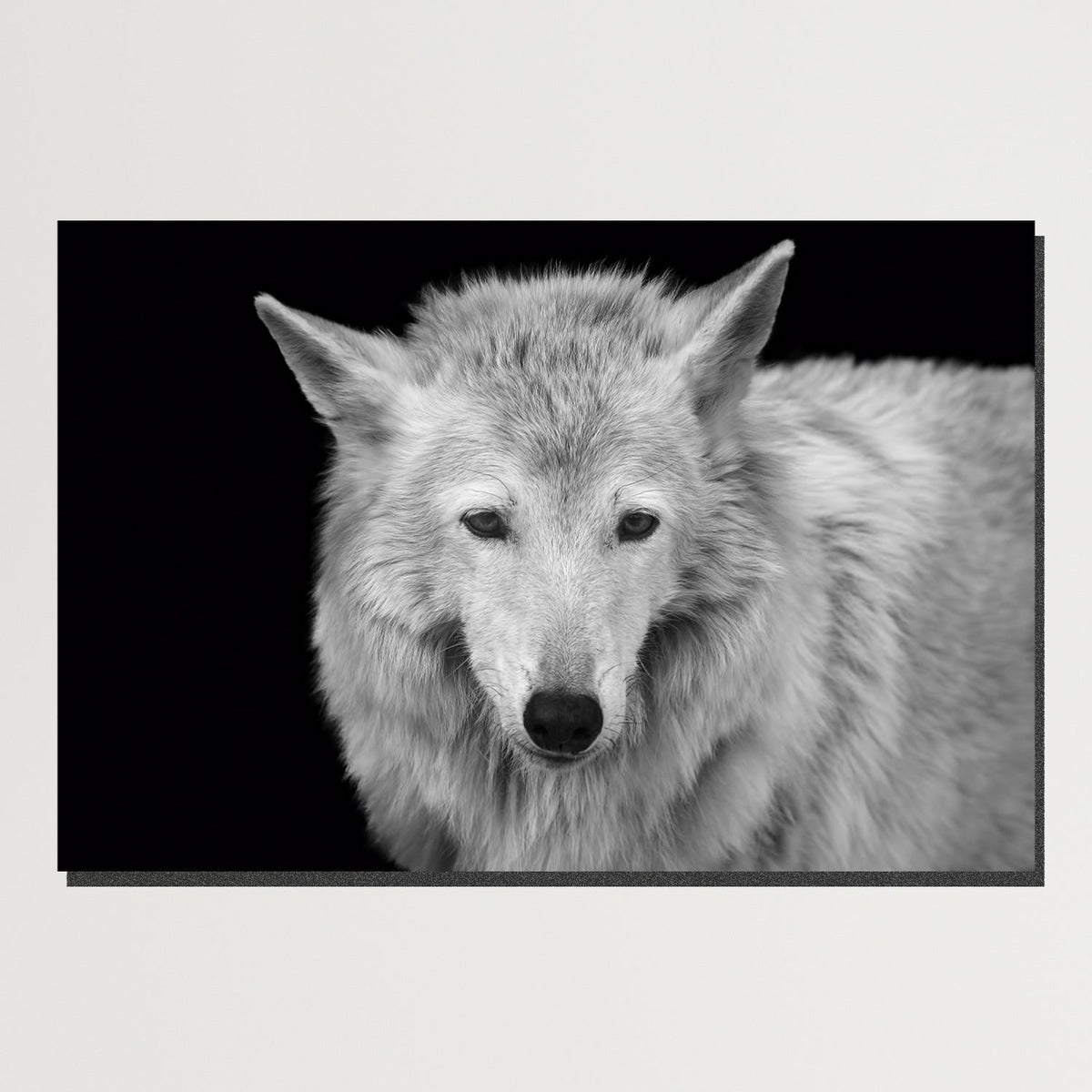 https://cdn.shopify.com/s/files/1/0387/9986/8044/products/WildForestWolfCanvasArtprintStretched-Plain.jpg